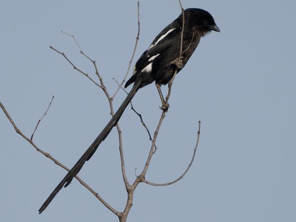 <h3>Urolestes melanoleucus / Magpie shrike / Eksterklauwier</h3>OM-1 Mark II met OLYMPUS M.150-400mm F4.5 TC, 1/2000 sec  bij F5.6, ISO 320, afstand 33.7 m